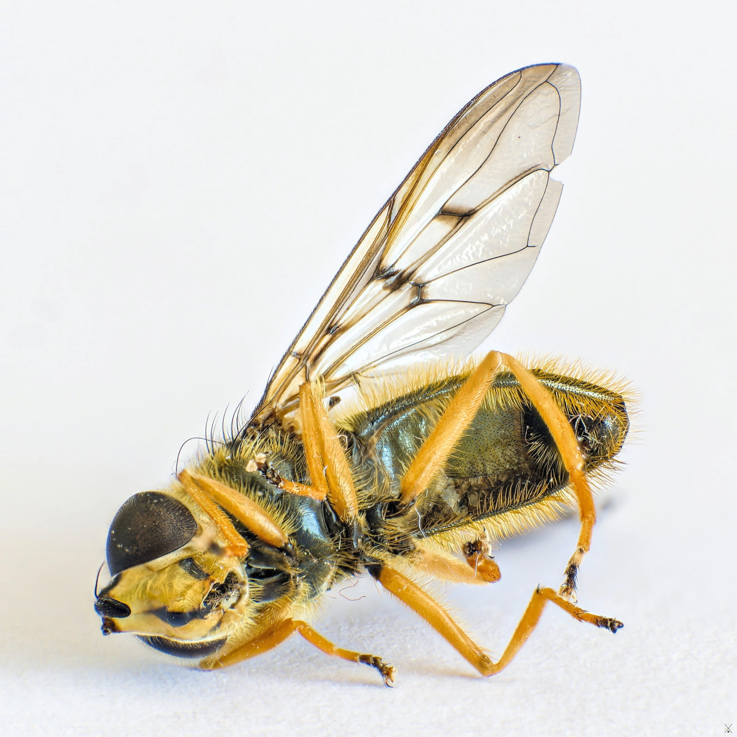 Objectif Laowa 65mm macro
