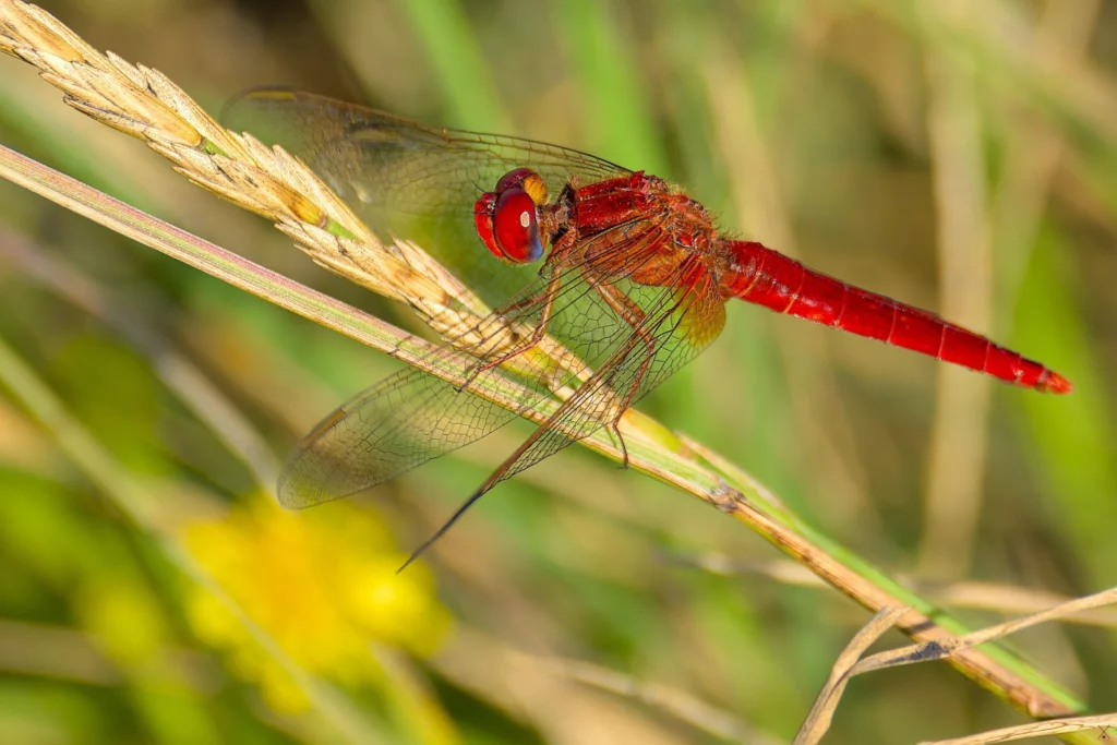 Macro