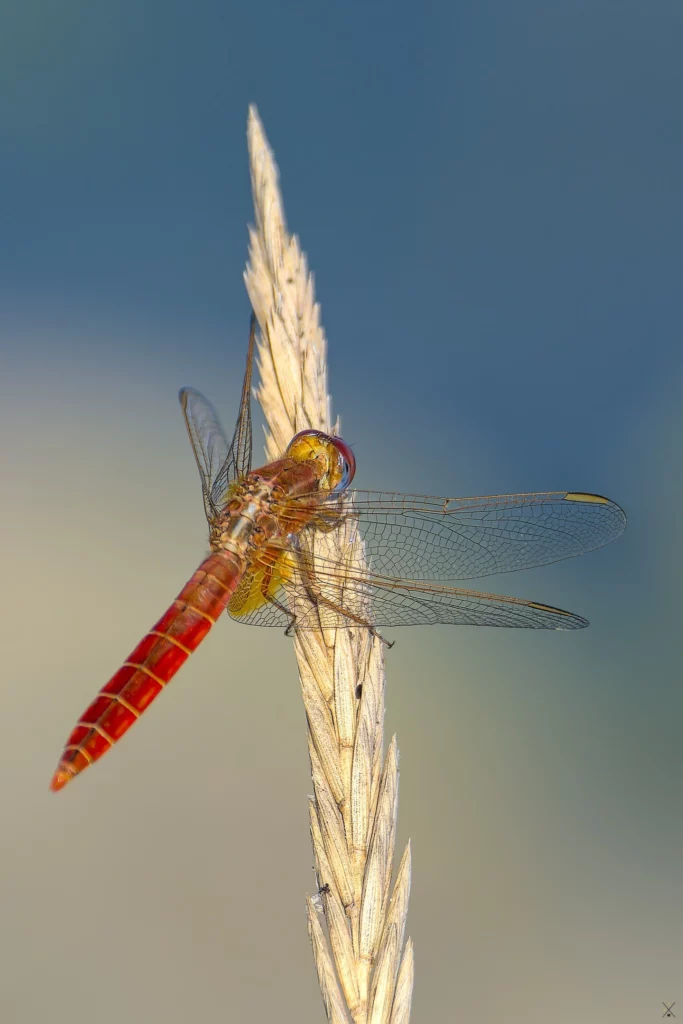 Macro