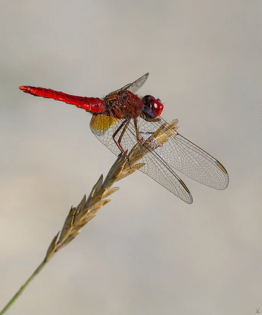 Macro