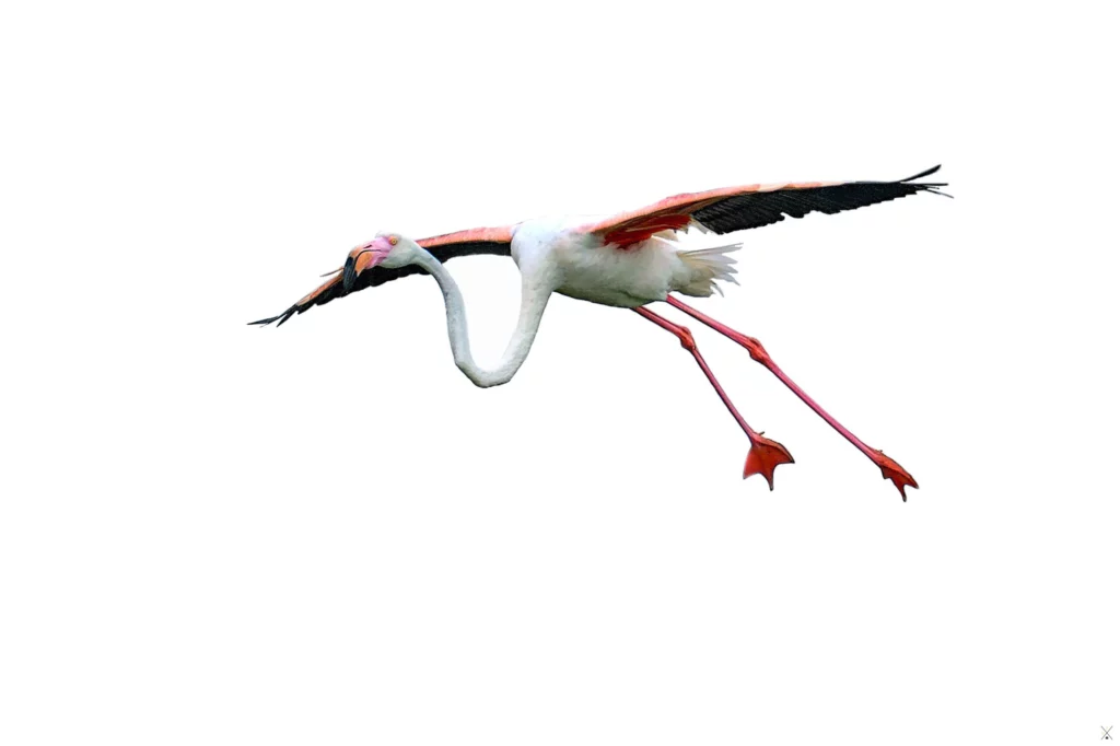 Flamants roses en low-key et high-key