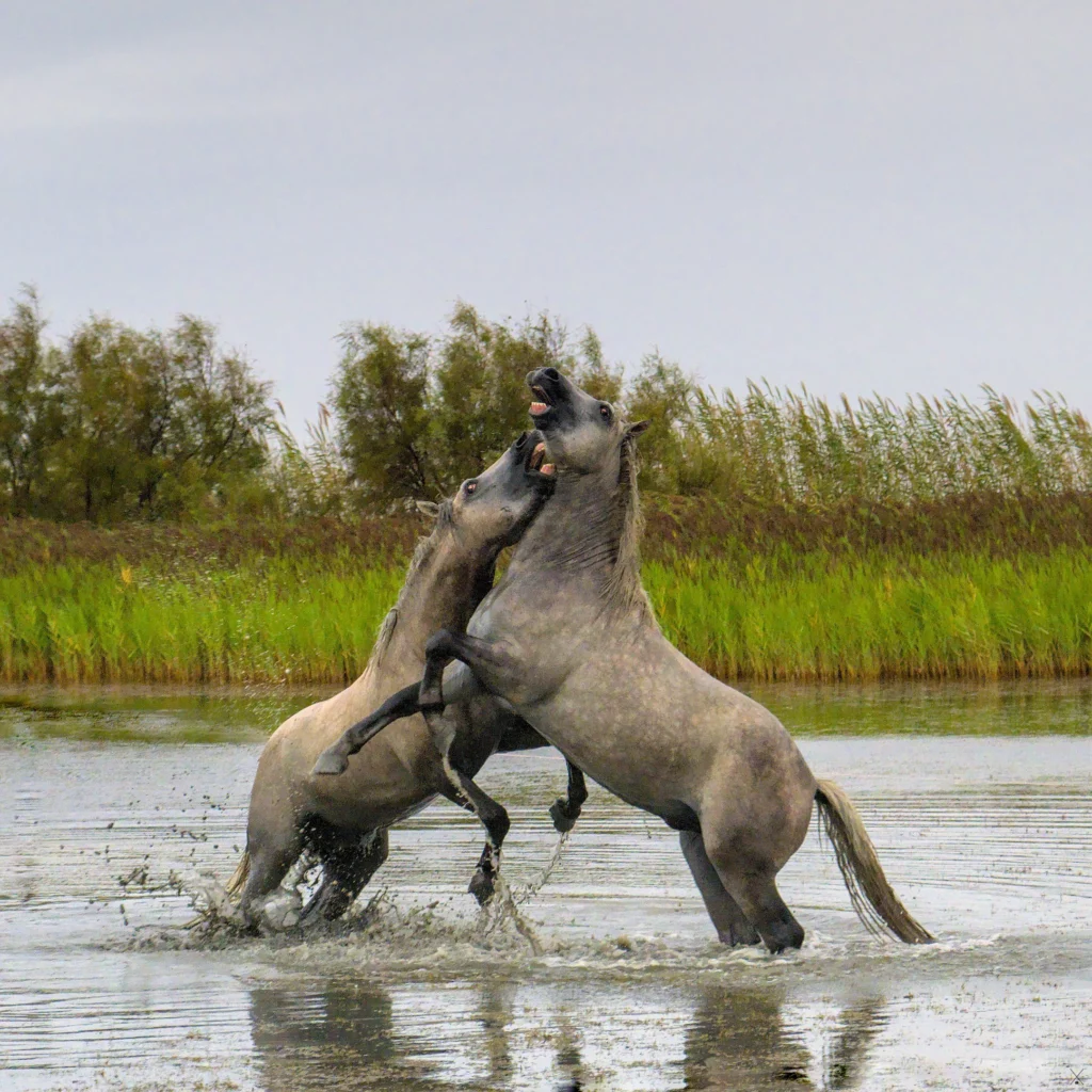 Chevaux de Camargue