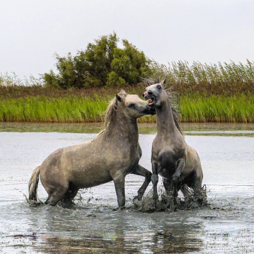 Chevaux de Camargue