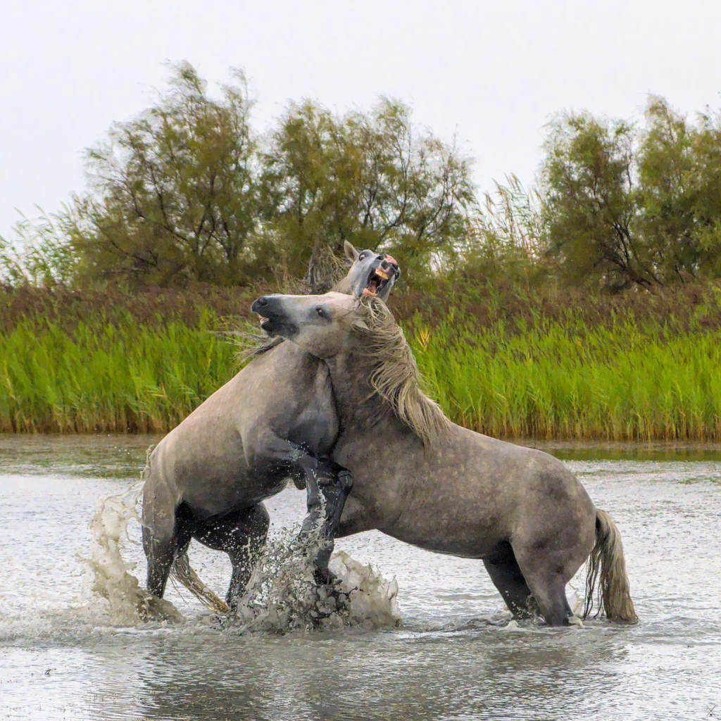Chevaux de Camargue