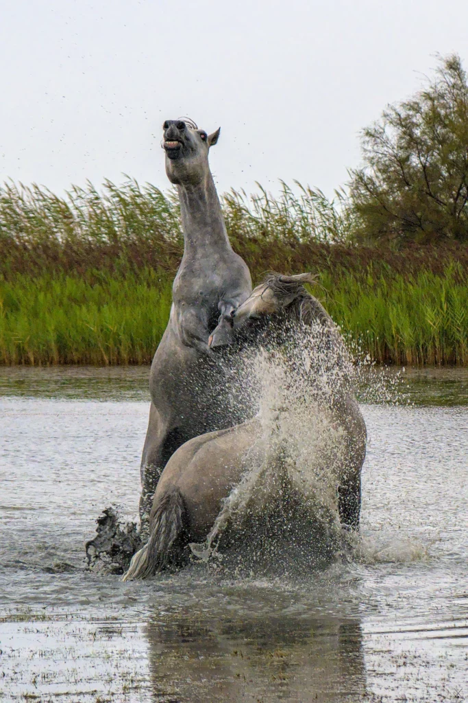 Chevaux de Camargue