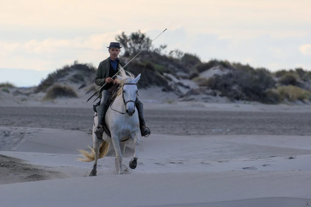 Chevaux de Camargue