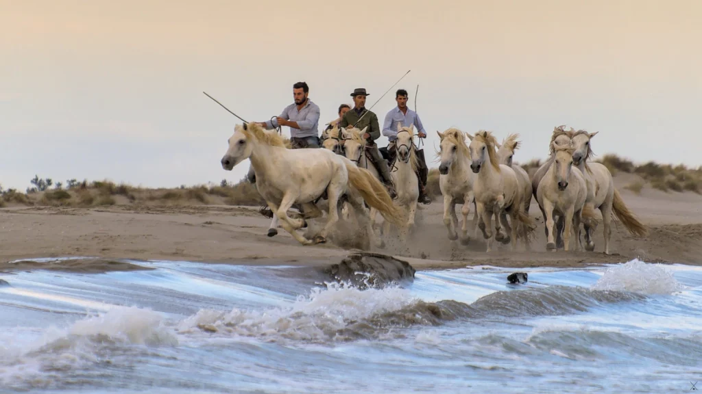 Chevaux de Camargue
