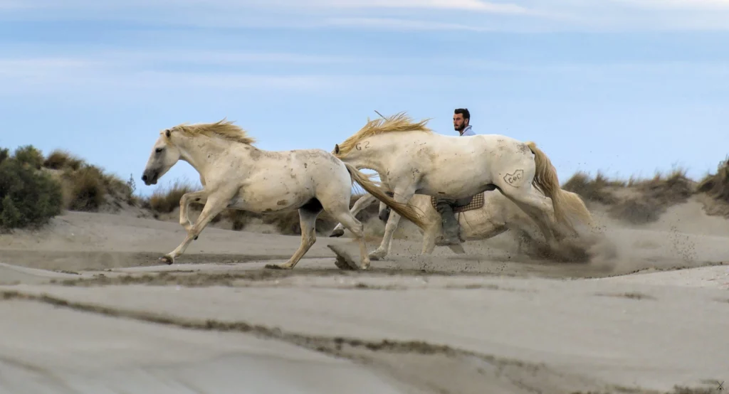 Chevaux de Camargue