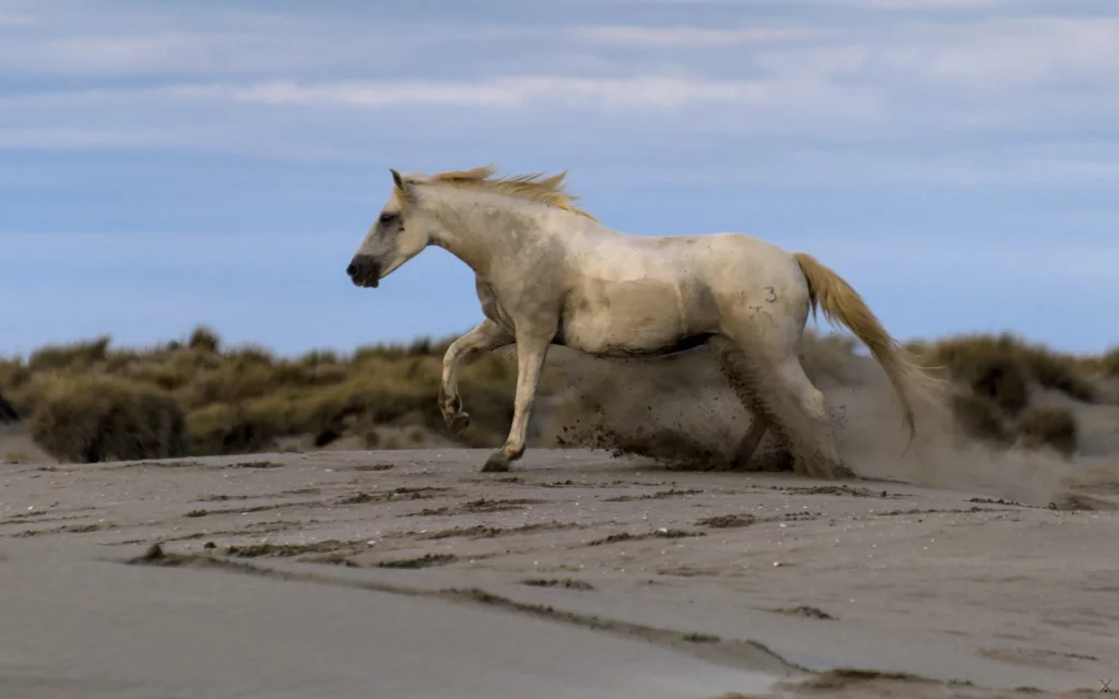 Chevaux de Camargue