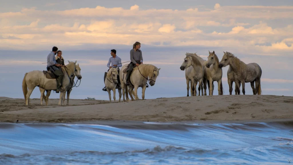 Chevaux de Camargue