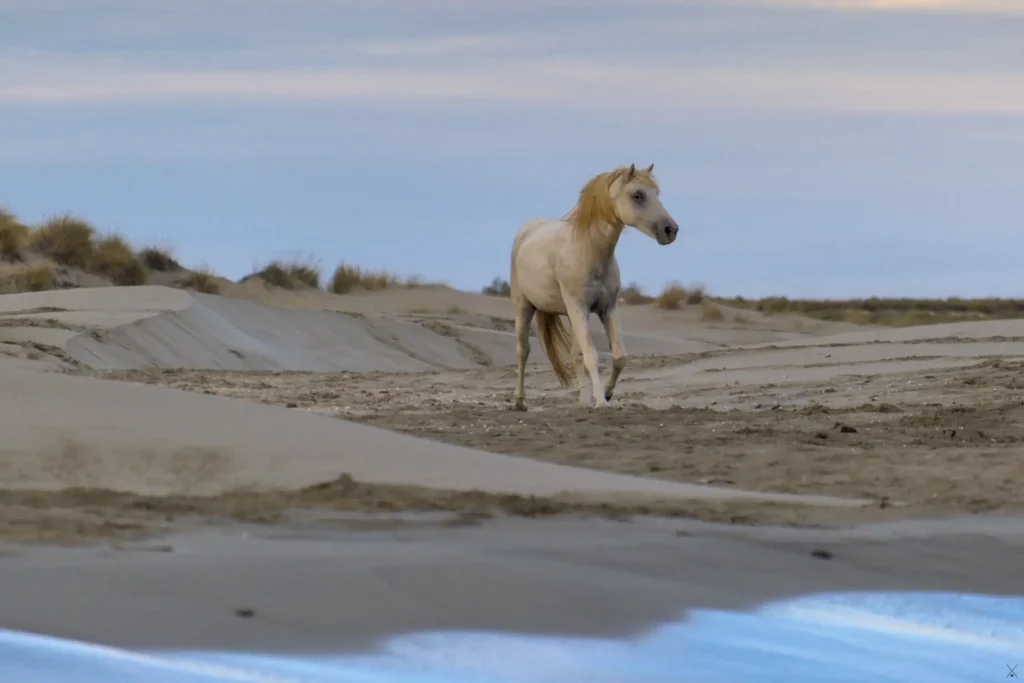 Camargue