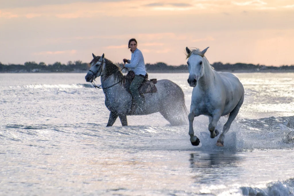 Chevaux de Camargue