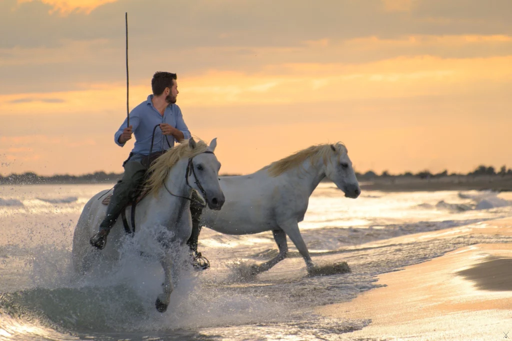 Camargue