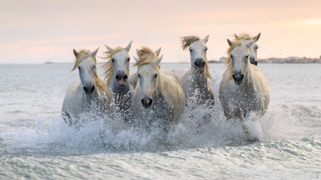 Chevaux de Camargue