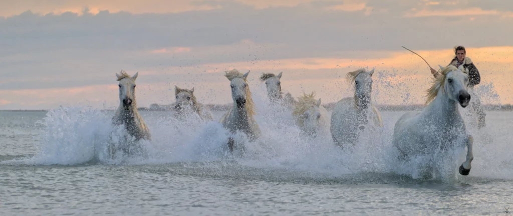 Chevaux de Camargue