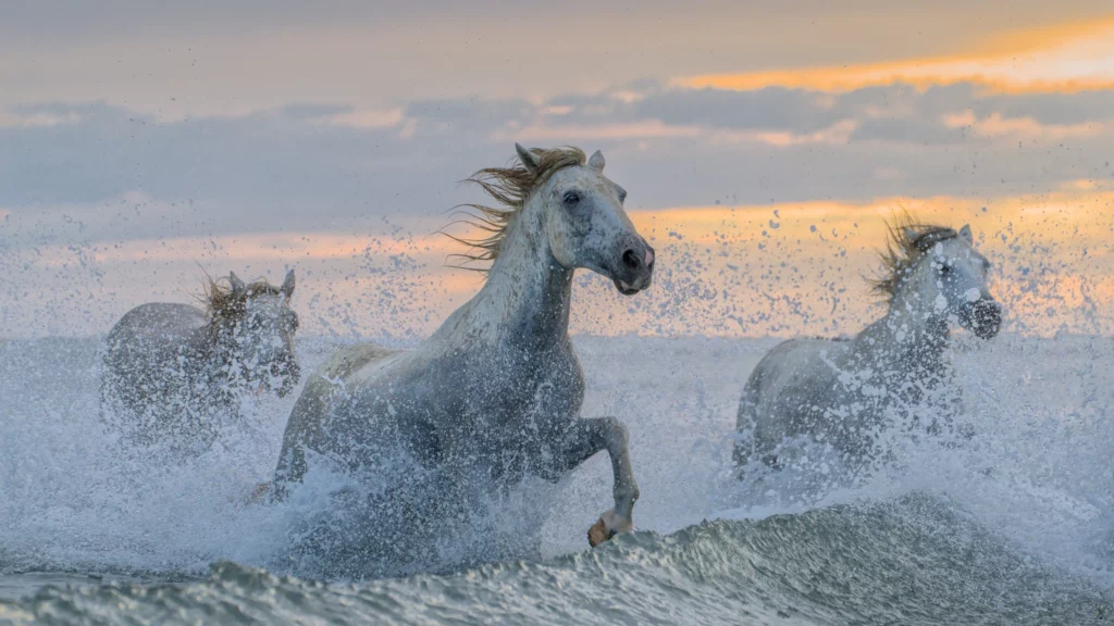 Chevaux de Camargue