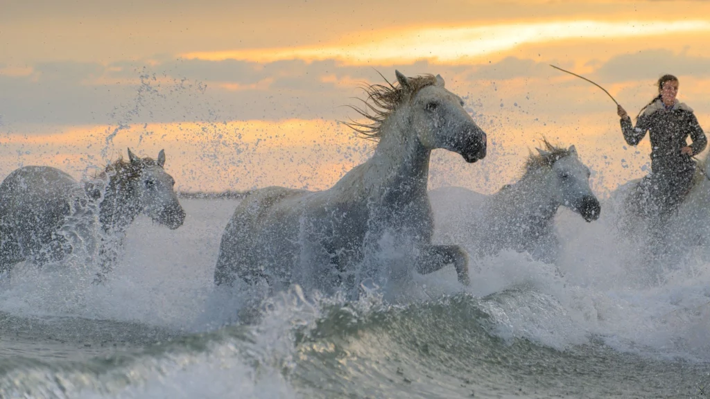 Chevaux de Camargue