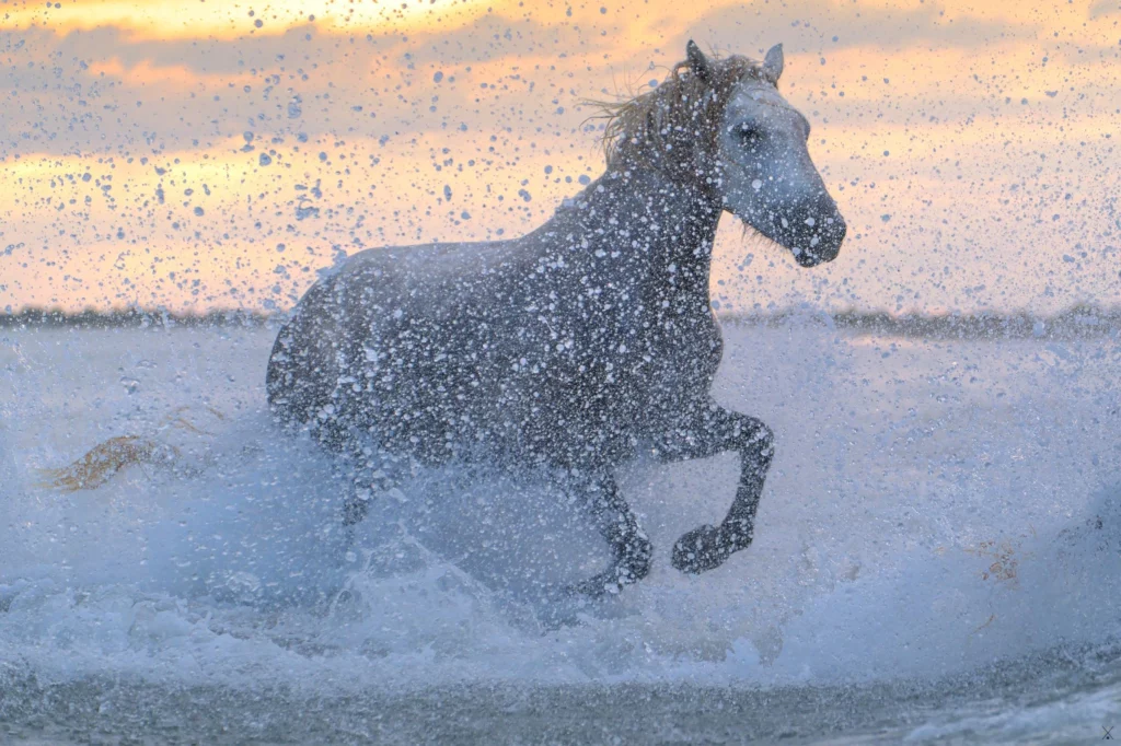 Chevaux de Camargue