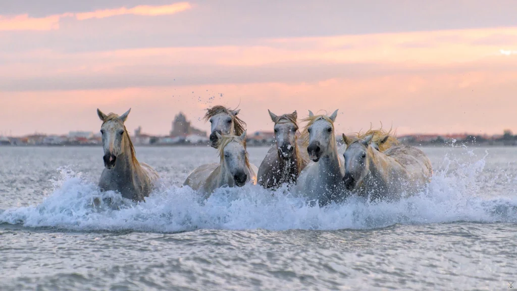 Chevaux de Camargue