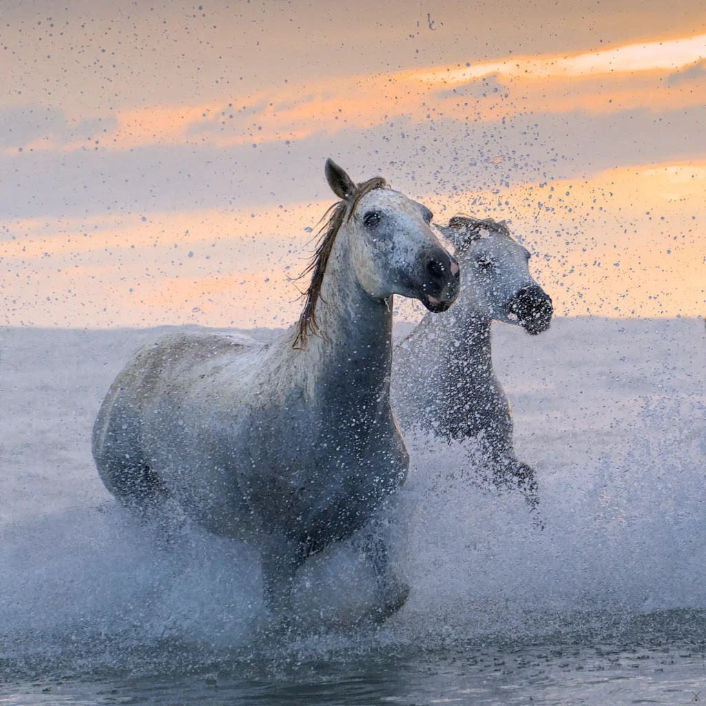 Camargue