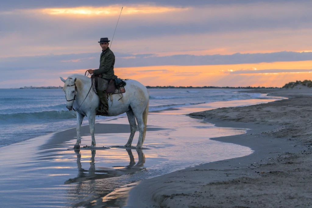 Chevaux de Camargue