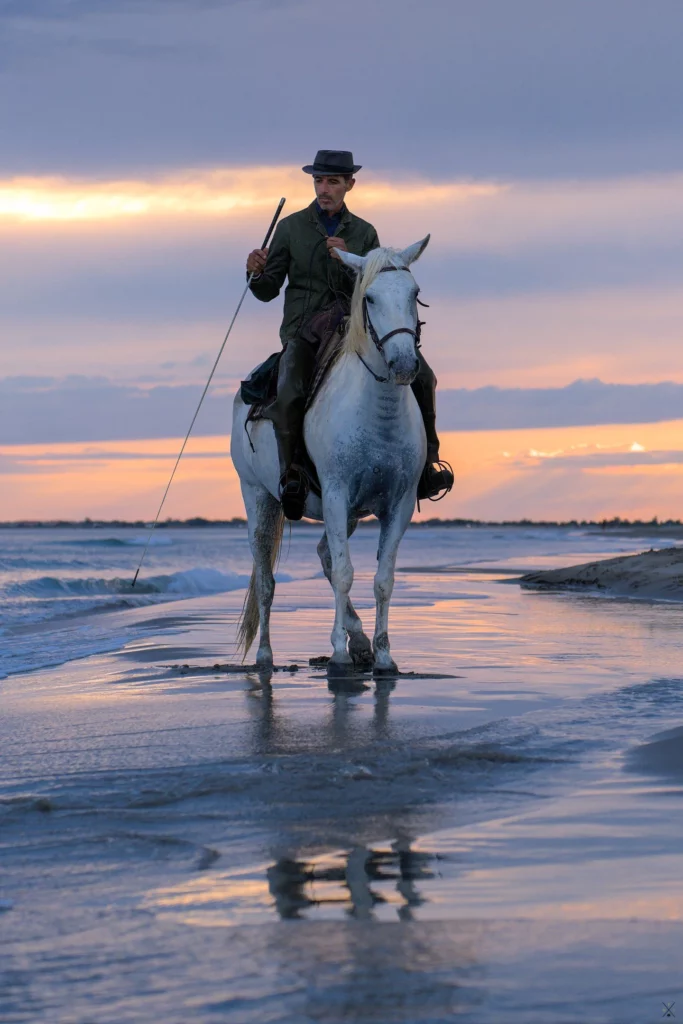 Chevaux de Camargue