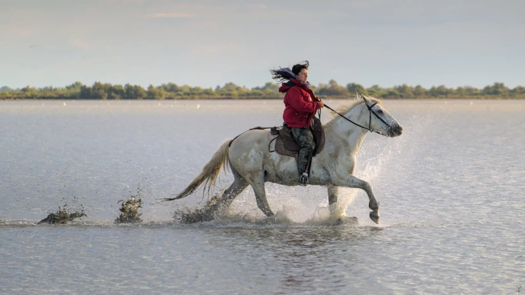 Chevaux de Camargue