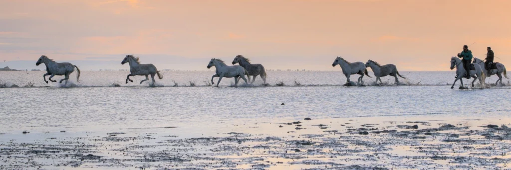 Camargue