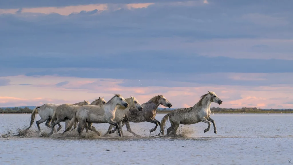 Camargue
