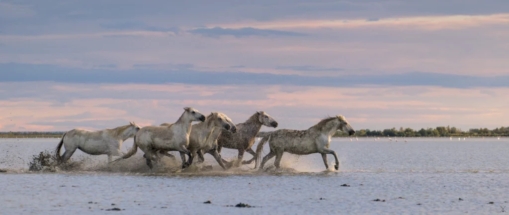 Chevaux de Camargue