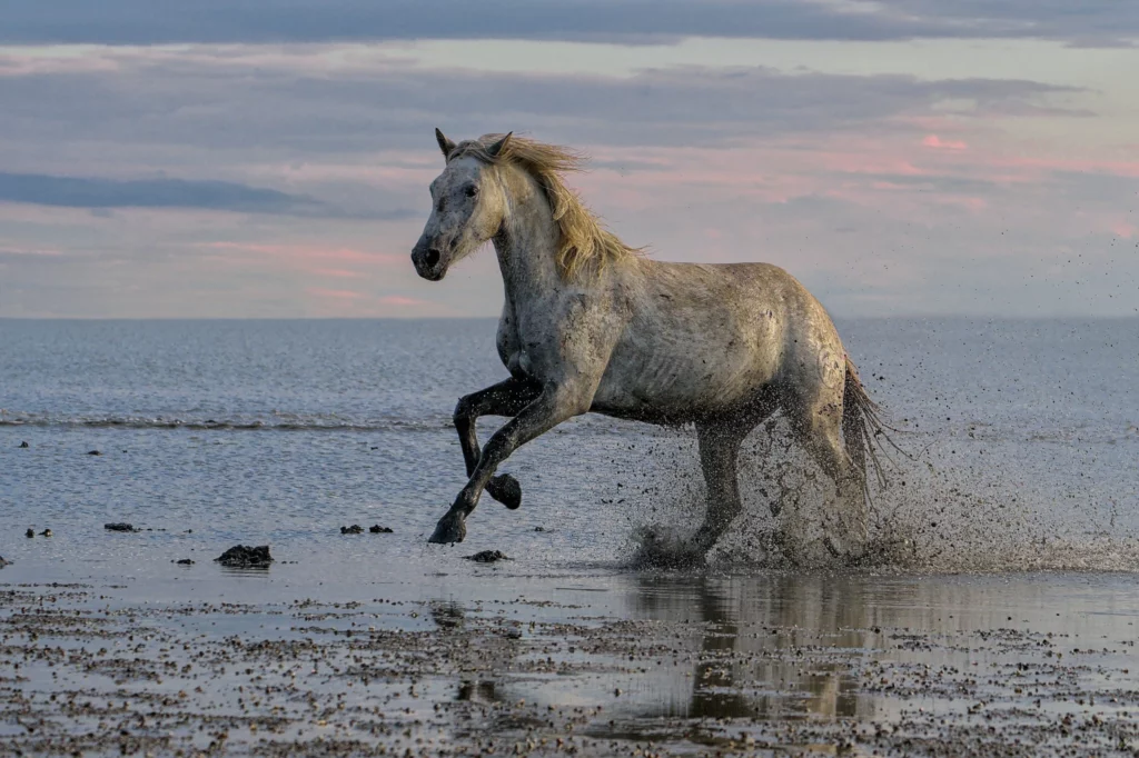 Chevaux de Camargue
