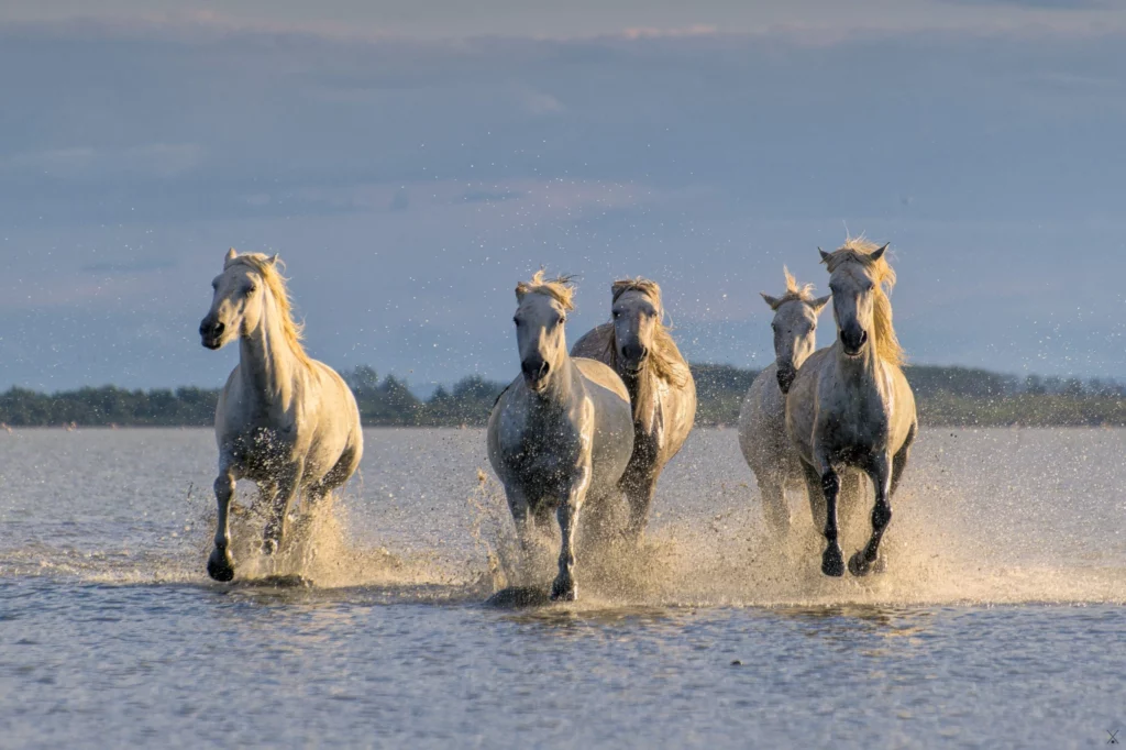 Chevaux de Camargue