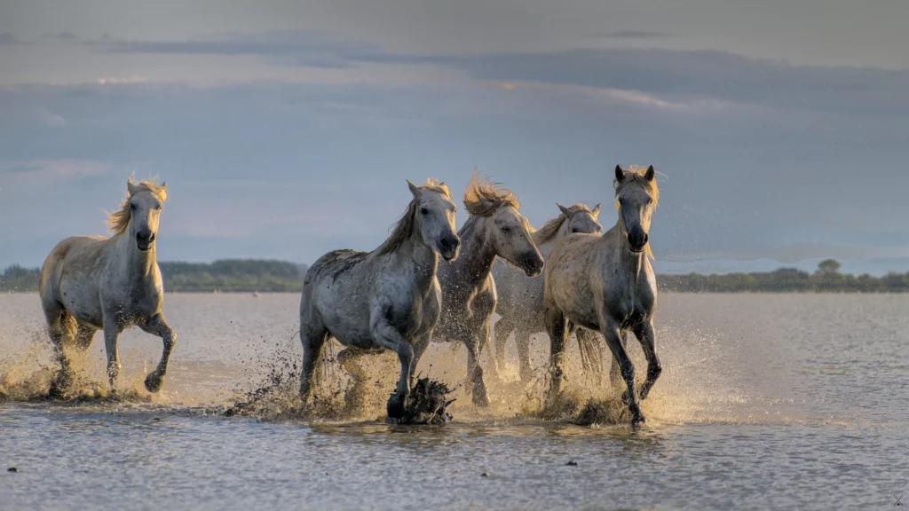 Camargue