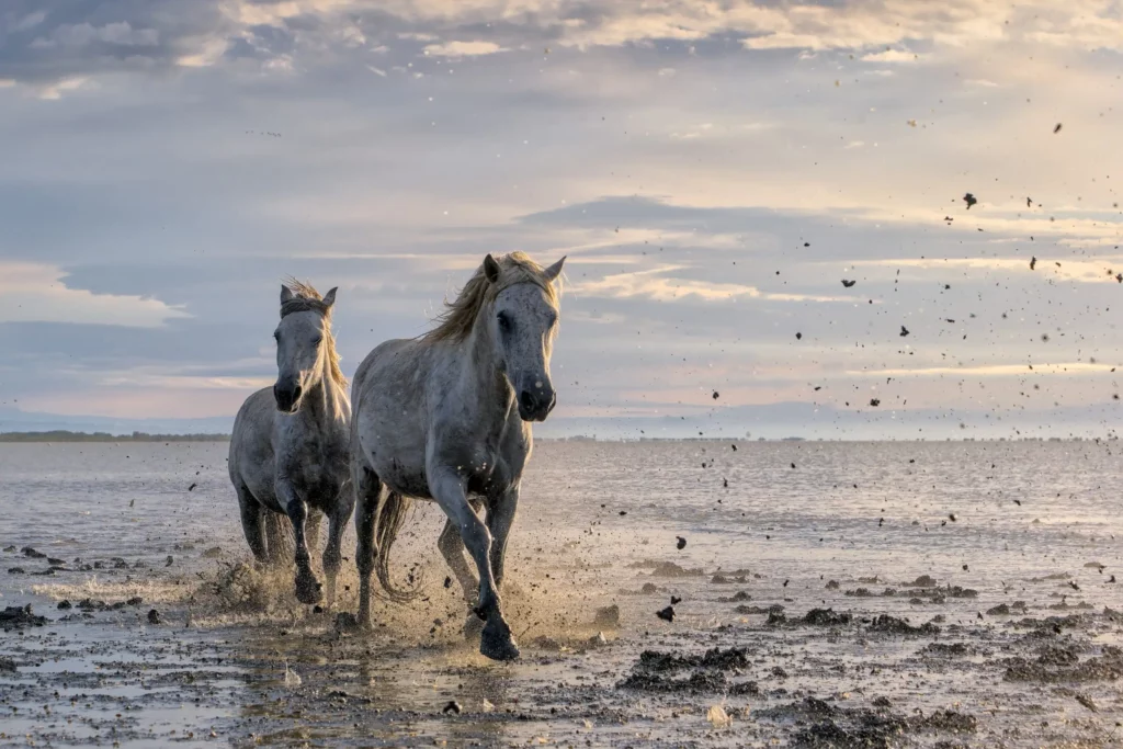 Camargue
