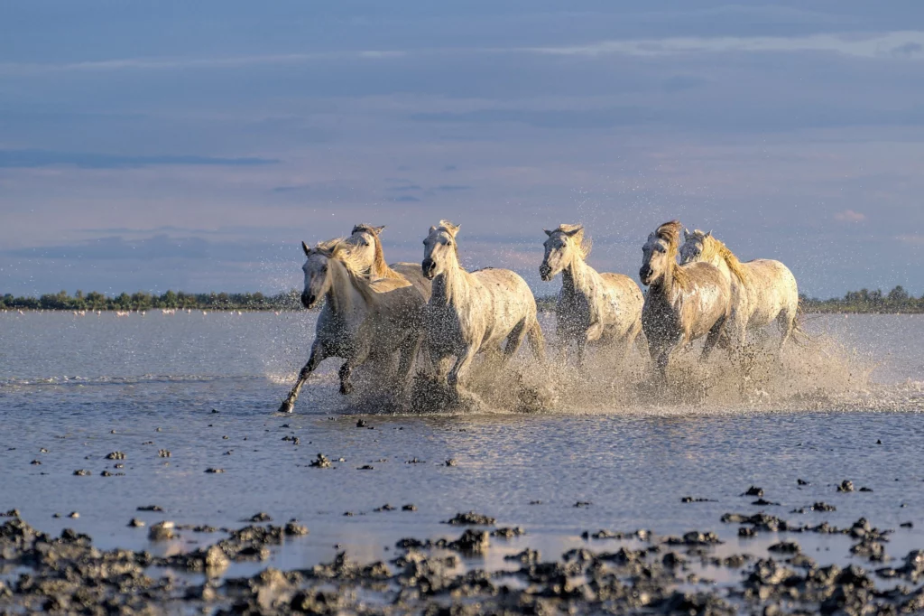 Chevaux de Camargue
