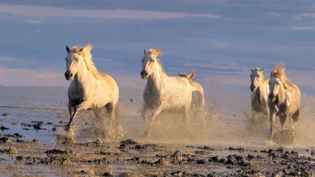 Chevaux de Camargue