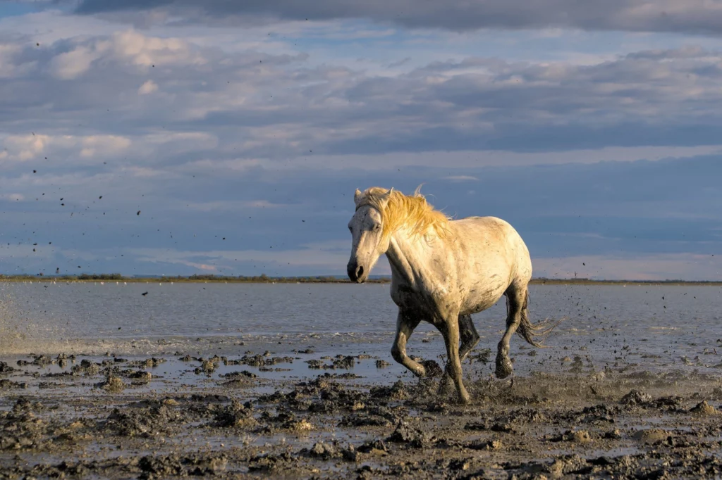 Chevaux de Camargue