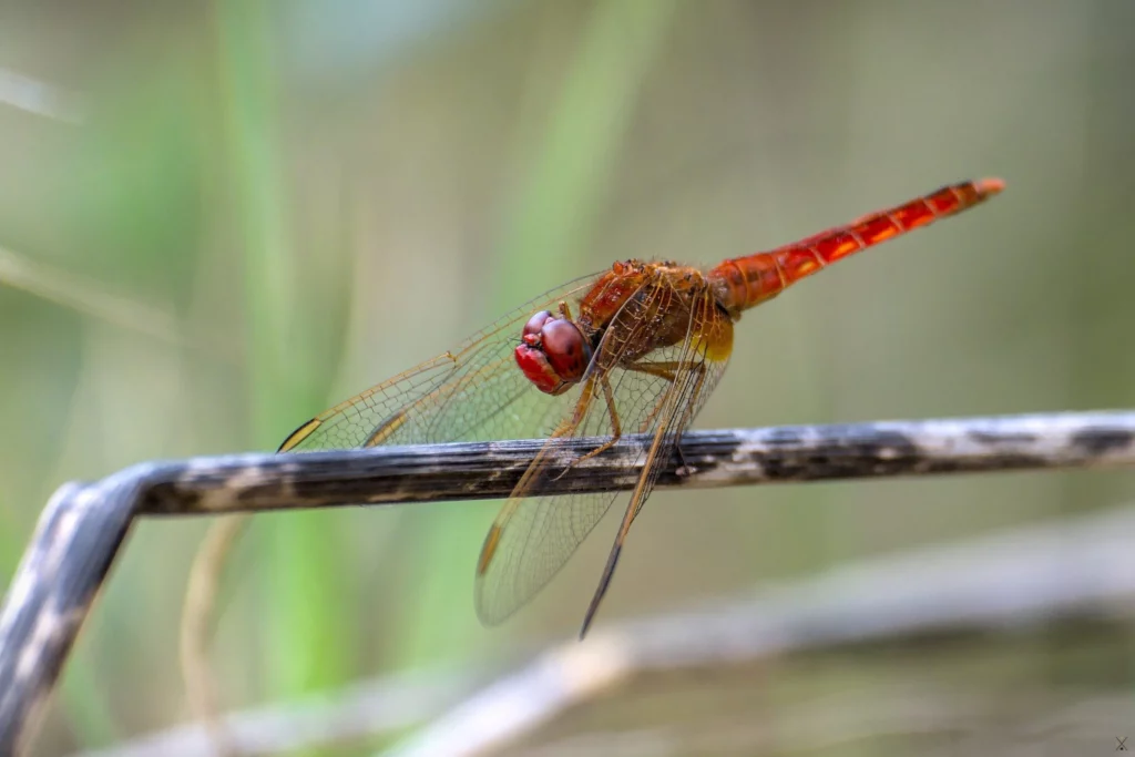 Macro