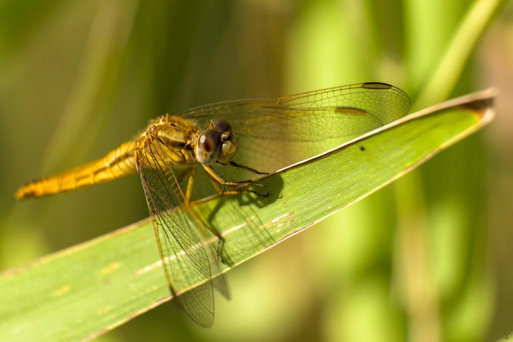 Macro
