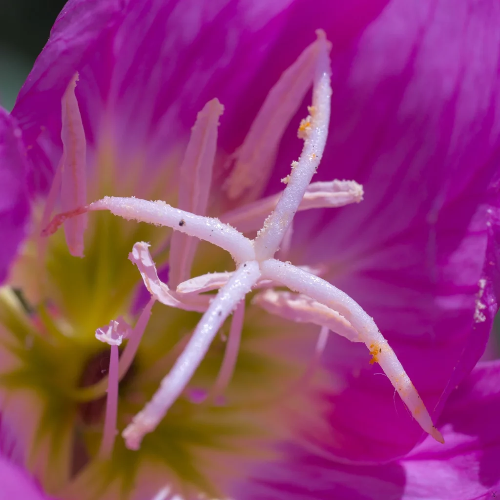 Fleurs