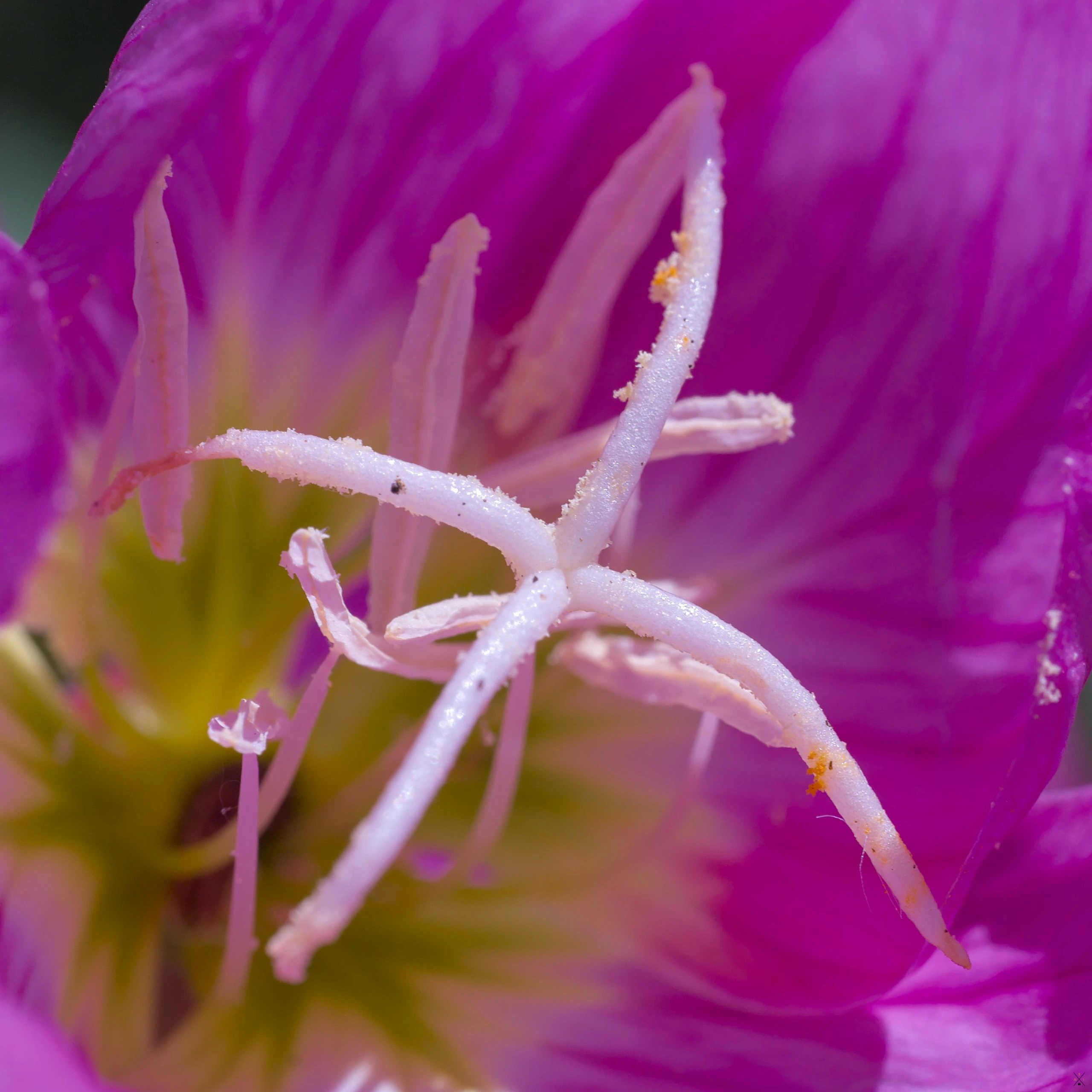 Objectif Laowa 65mm macro