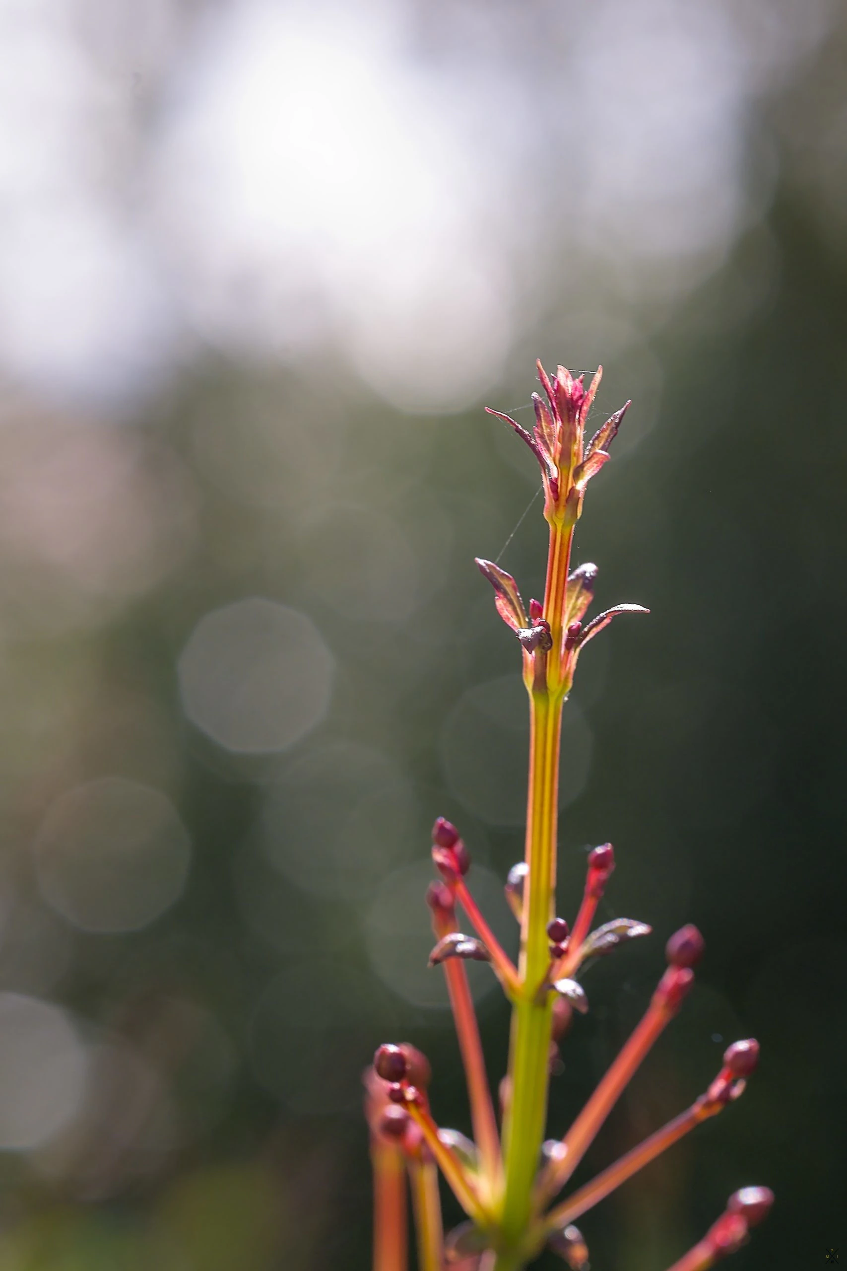 Objectif Laowa 65mm macro