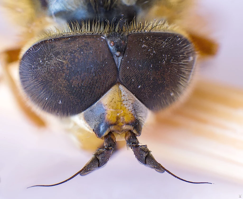 Macro