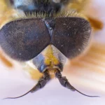 Macro
