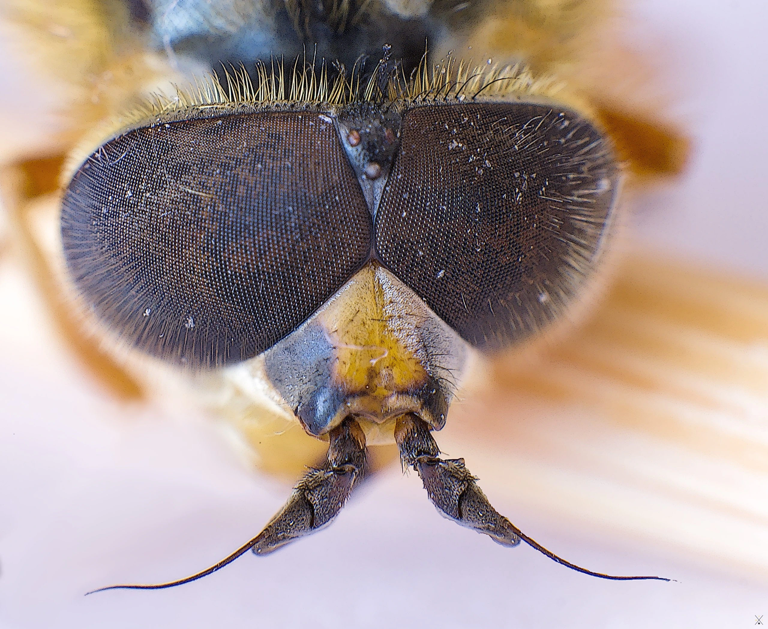 Macro