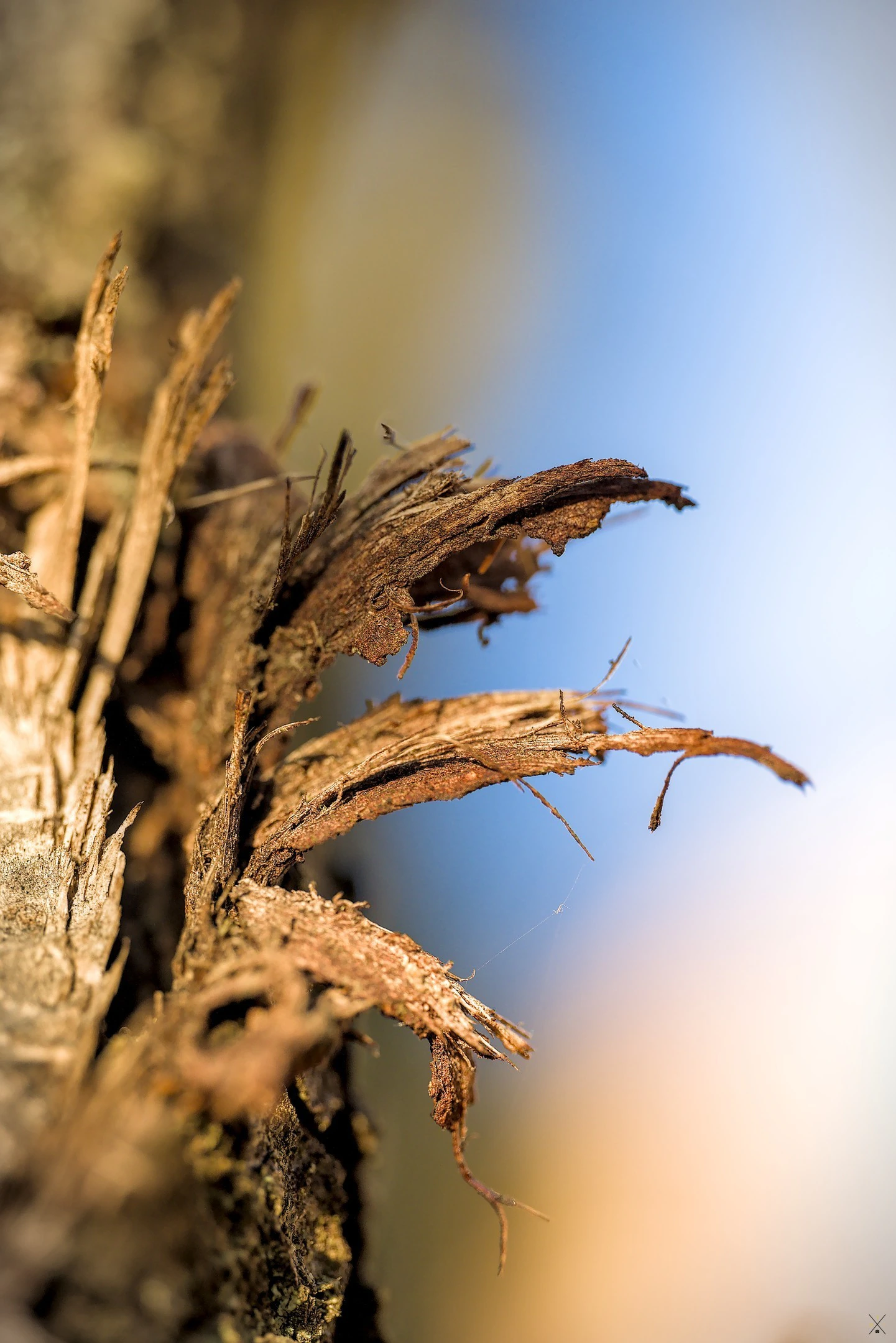 Objectif Laowa 65mm macro