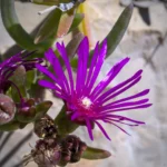 Fleurs