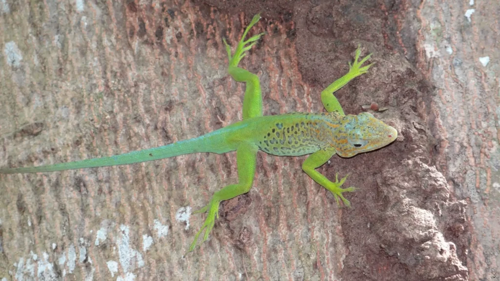Guadeloupe