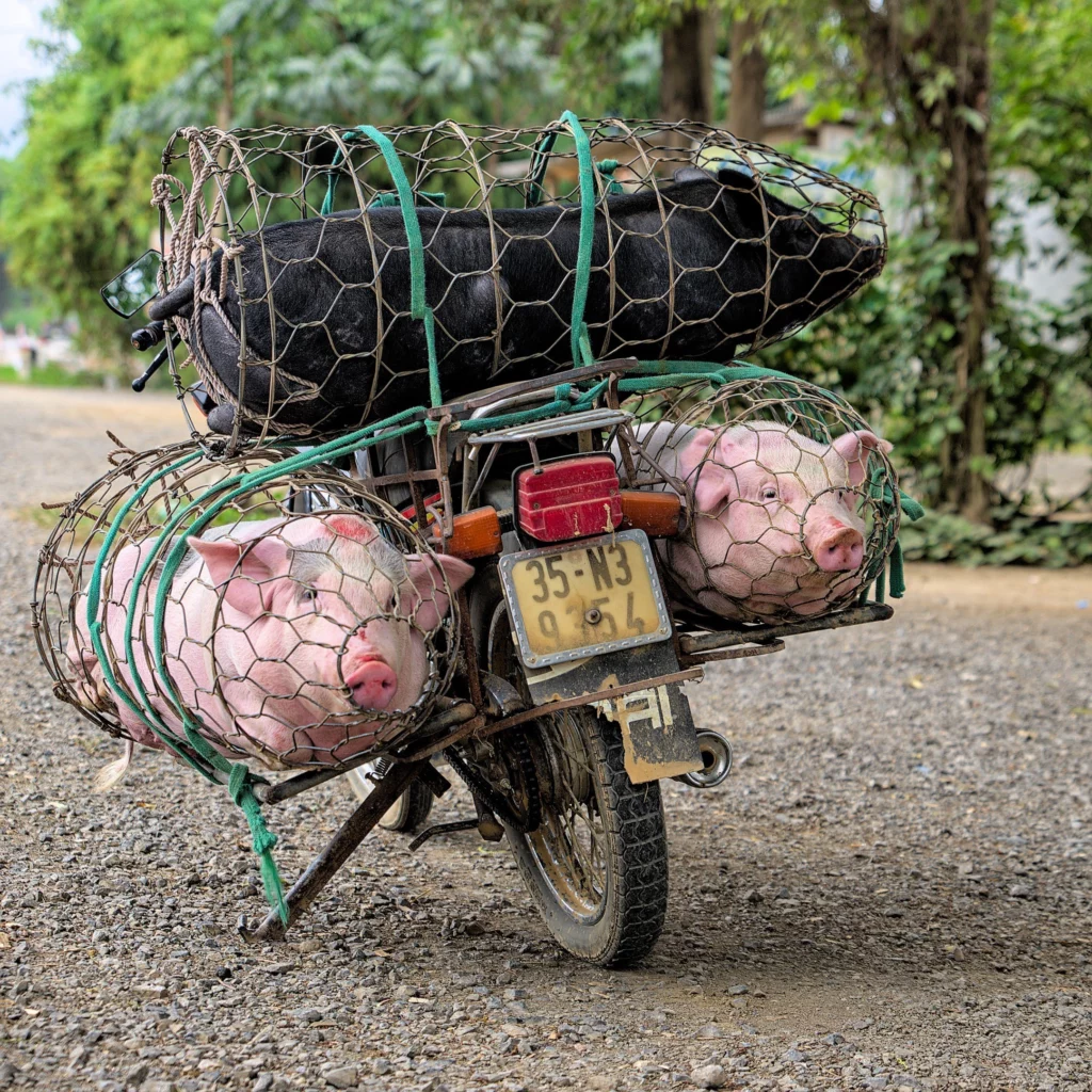 Vietnam