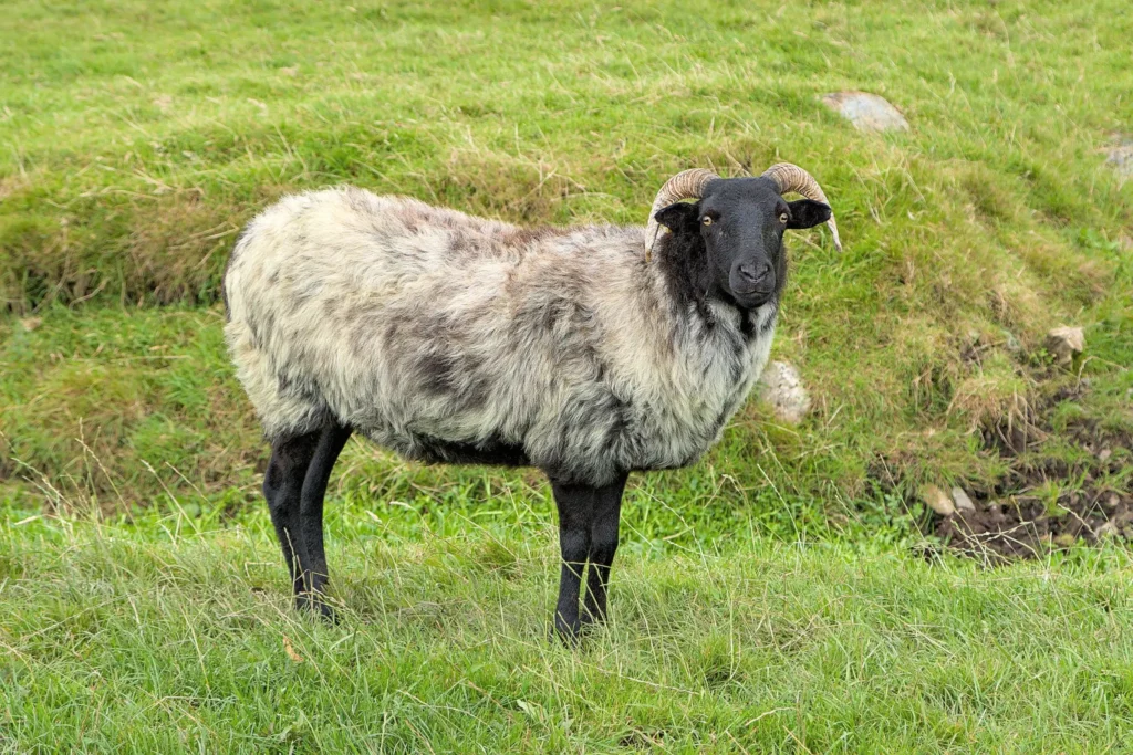 Irlande